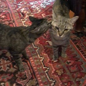 Meet your Posher, Katie